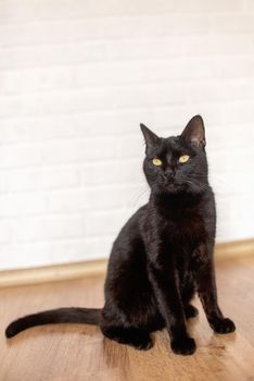 black cat with yellow eyes sits on a laminate in the room