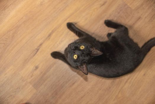 black cat with yellow eyes lies on its side, legs outstretched on the laminate in the room