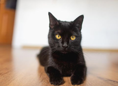 black cat with yellow eyes lies on its side, legs outstretched on the laminate in the room