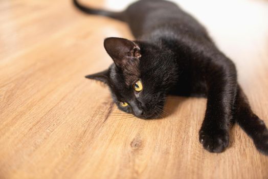 black cat with yellow eyes lies on its side, legs outstretched on the laminate in the room