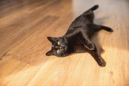 black cat with yellow eyes lies on its side, legs outstretched on the laminate in the room