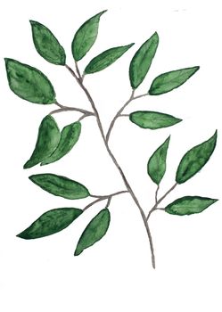 branch with leaves, floral watercolor illustration