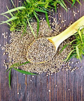 rain hemp in spoon with green leaves cannabis on the background of the wooden planks on top