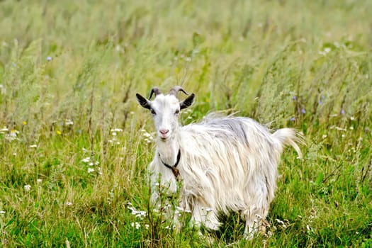 White goat on a background of green grass and flowers