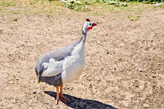 Chicken guinea fowl on a background of yellow sand