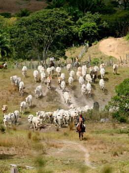 pau brazil, bahia / brazil - April 15, 2012: Cattle breeding is seen on farm in the countryside of Pau Brazil.