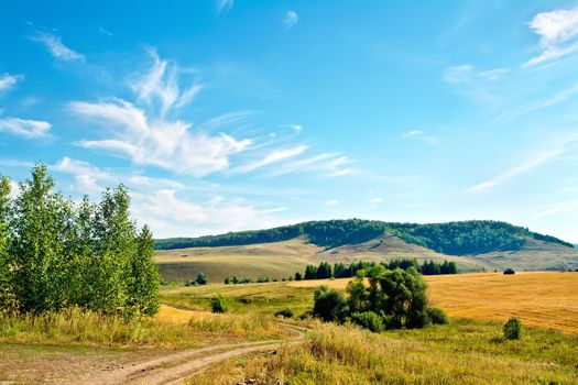 Summer landscape with golden bread field, dirt road and trees, forest on a hill, blue sky and white clouds