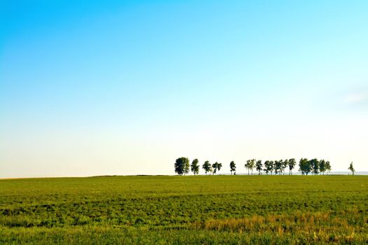 Summer landscape with field, solitary trees and blue sky
