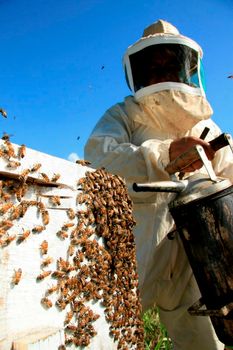 eunapolis, bahia / brazil - may 11, 2009: Beekeeper is seen next to the bee hive in the city of Eunapolis.