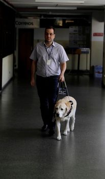 salvador, bahia / brazil - march 20, 2019: visually impaired uses his guide dog to get around the neighborhood of Nazare in salvador city.

