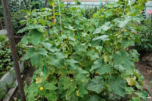 growing cucumbers in the garden. The growth and blooming of greenhouse cucumbers.