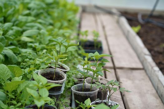 pepper seedlings in a greenhouse, greenhouse with bell pepper, pepper seedlings in the soil close-up