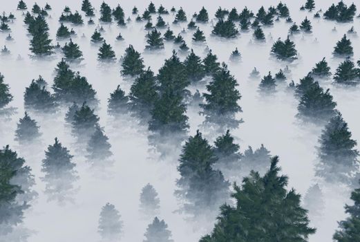 A forest of fir trees in the fog. 3d rendering.