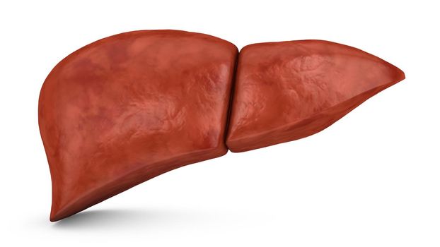 human liver on a white background, 3d render