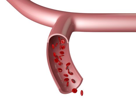 blood vessel cells and hemoglobin Hb on white background