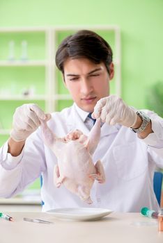 Lab assistant testing GMO chicken