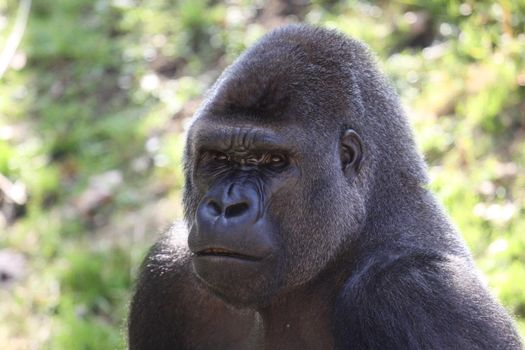 african western lowlands gorilla male silverback looking menacingly