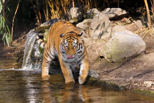 Close-up portrait of a Siberian Tiger standing in the water