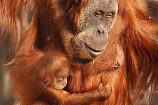 mother orangutan with her cute ,little baby