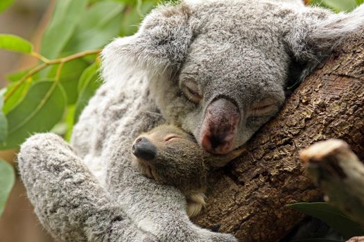 female adult koala bear with one baby