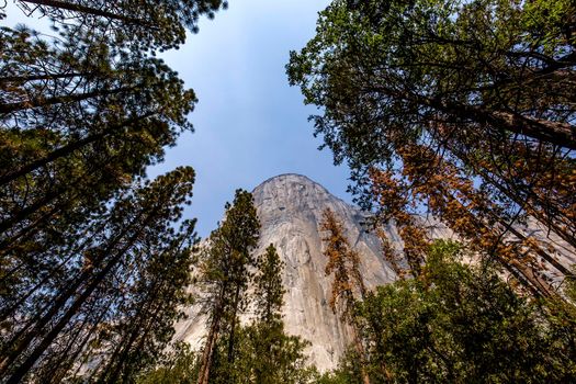 World famous rock climbing wall of El Capitan, Yosemite national park, California, usa