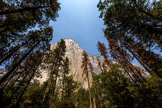 World famous rock climbing wall of El Capitan, Yosemite national park, California, usa