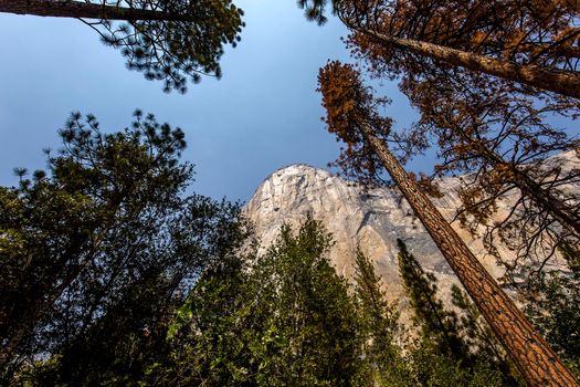 World famous rock climbing wall of El Capitan, Yosemite national park, California, usa