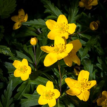 Yellow first spring flowers illuminated by bright light.