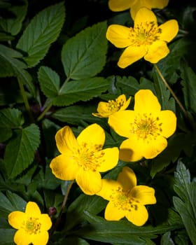 Yellow first spring flowers illuminated by bright light.