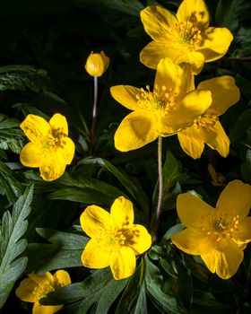 Yellow first spring flowers illuminated by bright light.