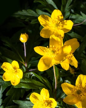 Yellow first spring flowers illuminated by bright light.