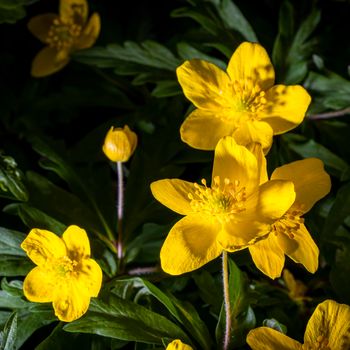 Yellow first spring flowers illuminated by bright light.