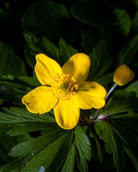 Yellow first spring flowers illuminated by bright light.