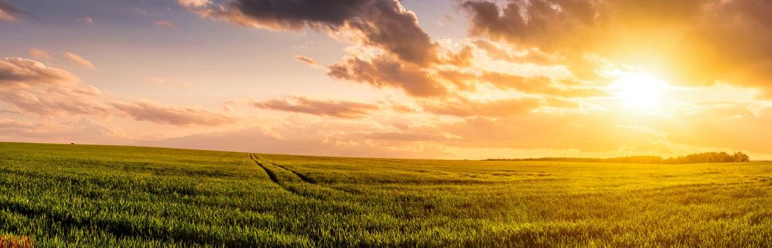 Sunset or sunrise on a rye or wheat agricultural field with young green ears and a dramatic cloudy sky.