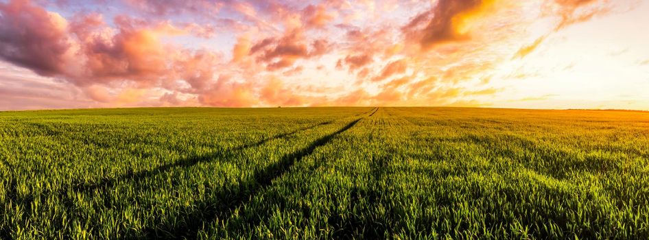 Sunset or sunrise on a rye or wheat agricultural field with young green ears and a dramatic cloudy sky.