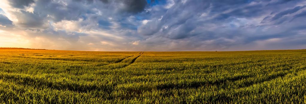 Wheat or rye agricultural field with young green ears and dramatic cloudy sky.