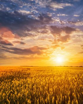 Sunset or sunrise on a rye field with golden ears and a dramatic cloudy sky.