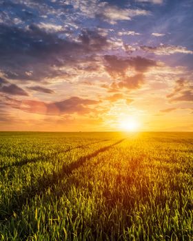 Sunset or sunrise on a rye or wheat agricultural field with young green ears and a dramatic cloudy sky.