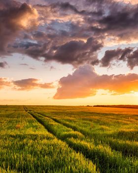 Sunset or sunrise on a rye or wheat agricultural field with young green ears and a dramatic cloudy sky.