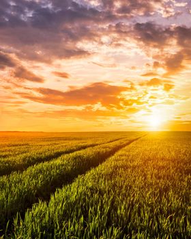 Sunset or sunrise on a rye or wheat agricultural field with young green ears and a dramatic cloudy sky.