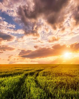 Sunset or sunrise on a rye or wheat agricultural field with young green ears and a dramatic cloudy sky.