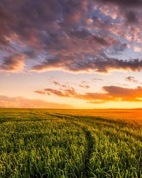 Sunset or sunrise on a rye or wheat agricultural field with young green ears and a dramatic cloudy sky.