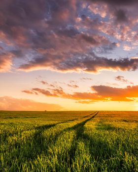 Sunset or sunrise on a rye or wheat agricultural field with young green ears and a dramatic cloudy sky.