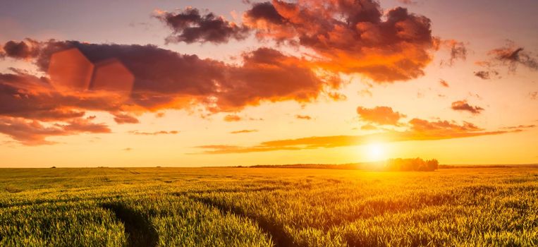 Sunset or sunrise on a rye or wheat agricultural field with young green ears and a dramatic cloudy sky.