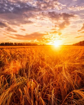 Sunset or sunrise on a rye field with golden ears and a dramatic cloudy sky.