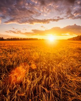 Sunset or sunrise on a rye field with golden ears and a dramatic cloudy sky.