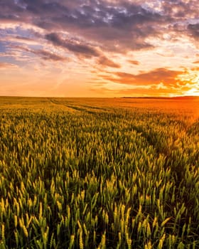 Sunset or sunrise on a wheat field with young green ears and a dramatic cloudy sky. 