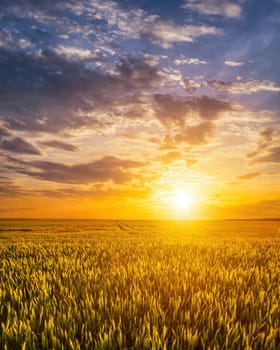 Sunset or sunrise on a wheat field with young green ears and a dramatic cloudy sky. 