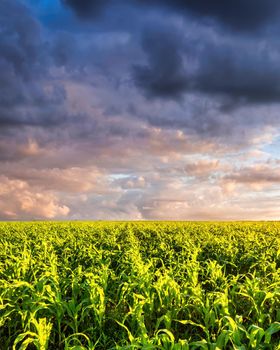 Agricultural field with young green corn on a sunny evening with dramatic cloudy sky. Country landscape.