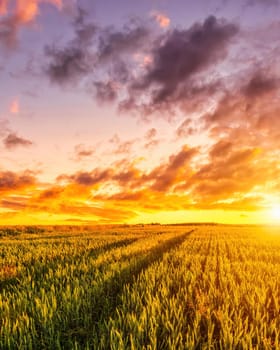 Sunset or sunrise on a wheat field with young green ears and a dramatic cloudy sky. 